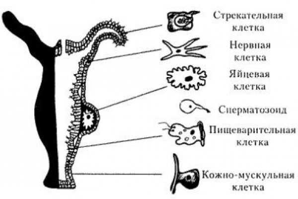 Kraken вывод денег