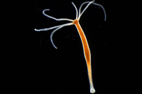 Kraken вход и ссылки